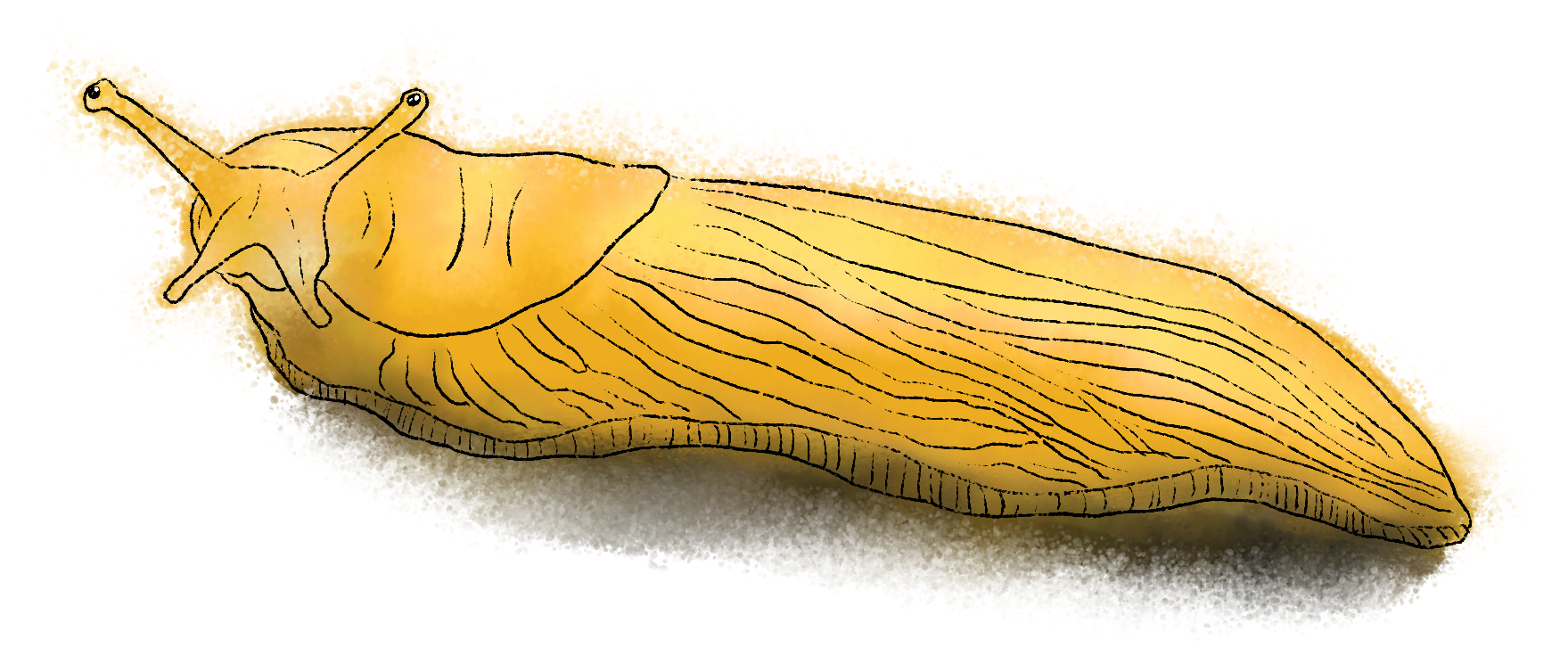 a sketch of a banana slug